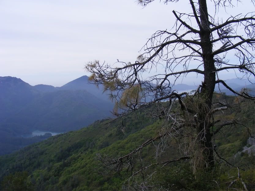 dying trees photo: More Hills dreary_hills2.jpg
