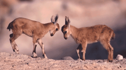 baby gif photo: baby fight babiessss.gif