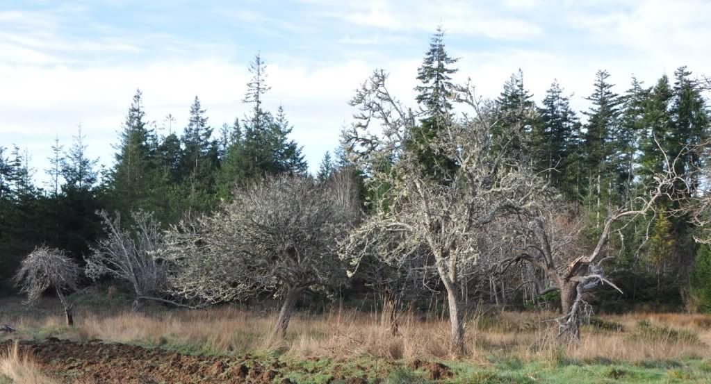 http://i614.photobucket.com/albums/tt224/bob_frazier/Orchardry/PioneerOrchard.jpg