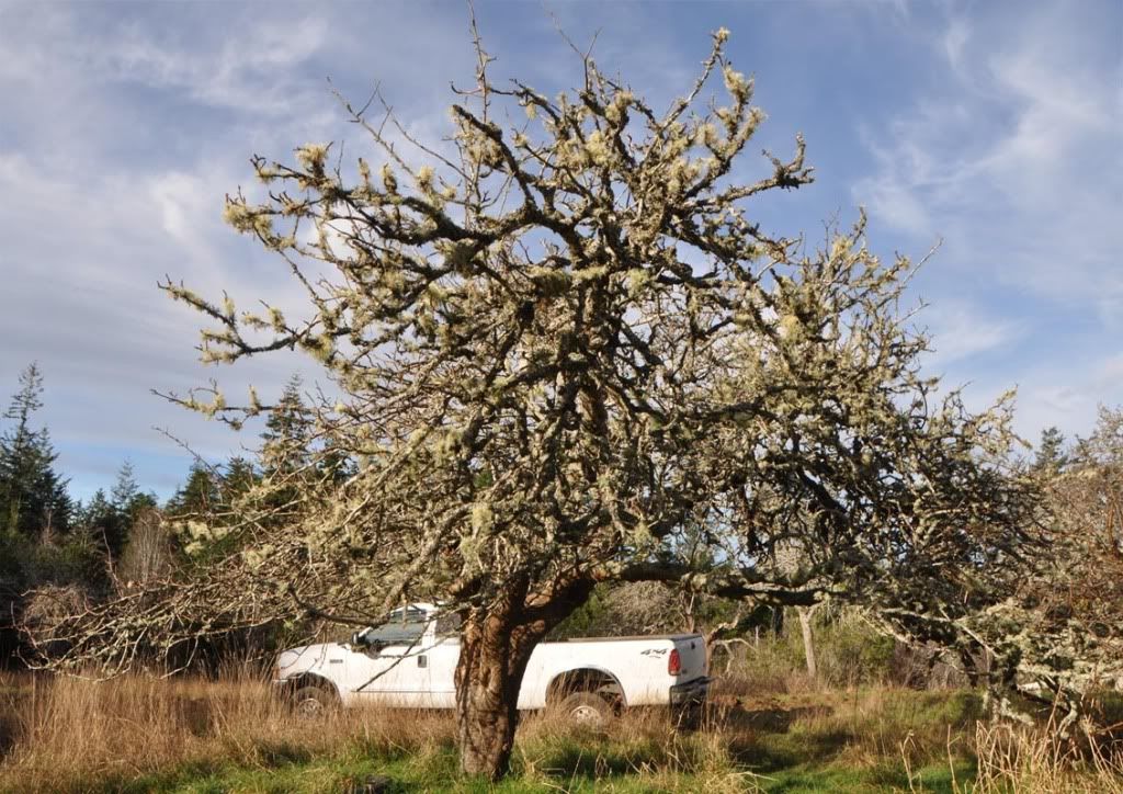 http://i614.photobucket.com/albums/tt224/bob_frazier/Orchardry/before1.jpg