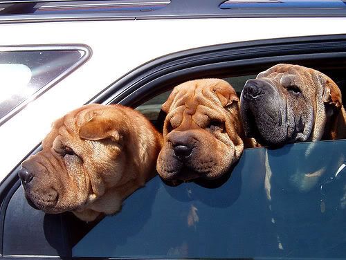 dogs