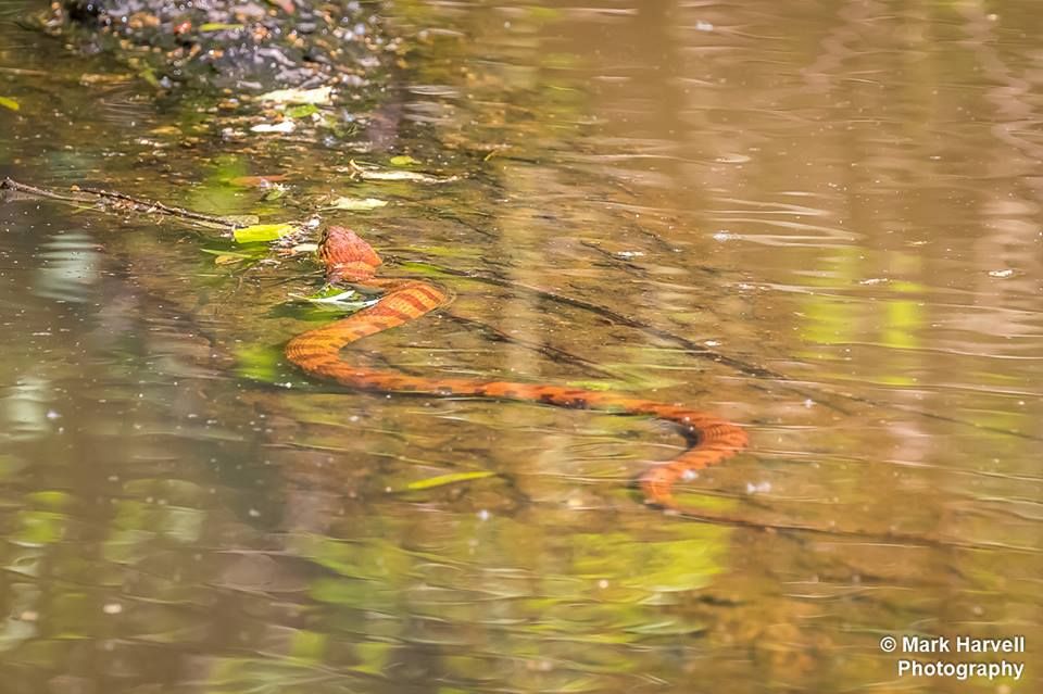  photo Banded Water Snake_zpslkdcetap.jpg