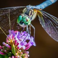 photo Dragonfly 2_zpskxf7aj26.jpg