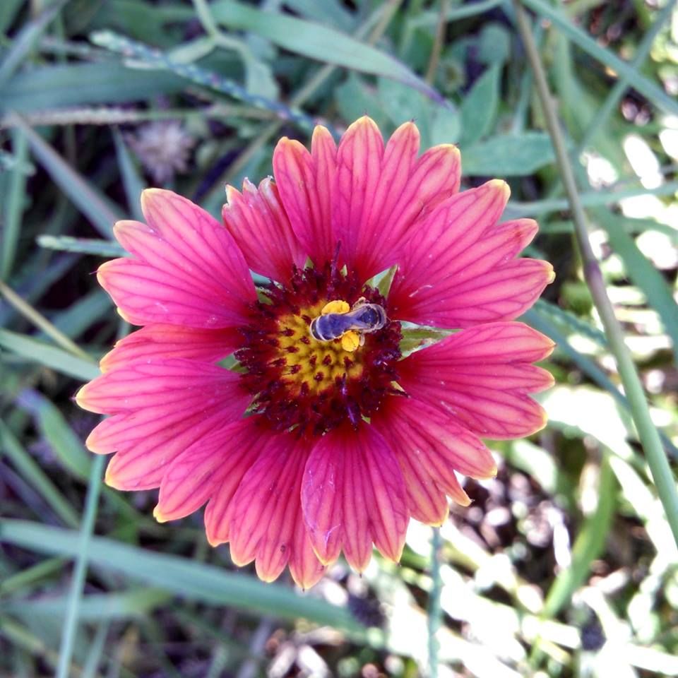  photo Flower_zpsb23a6d80.jpg