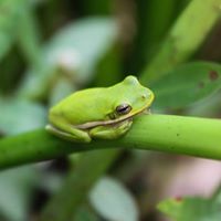  photo Green Treet Frog_zpsyb3zg2rz.jpg