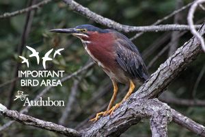  photo GreenHeron_zpse9ca76ad.jpg