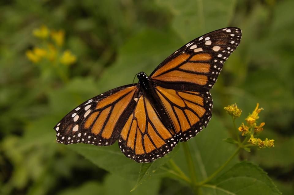  photo Monarch_zps5263b6ae.jpg