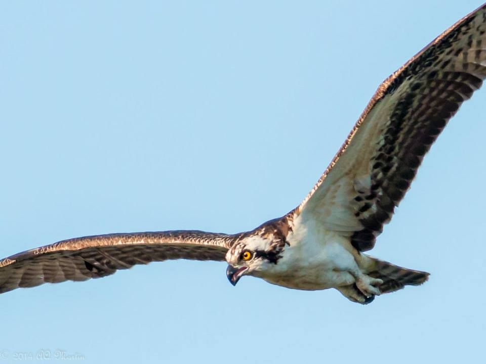  photo Osprey_zps67a4aabd.jpg