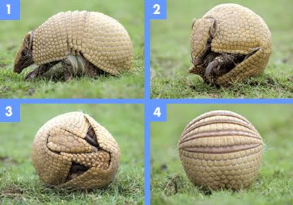 armadillo