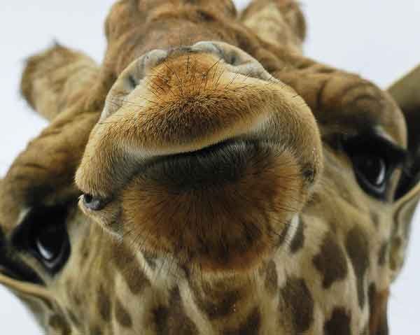 giraffe