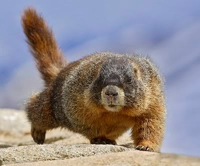 Marmot