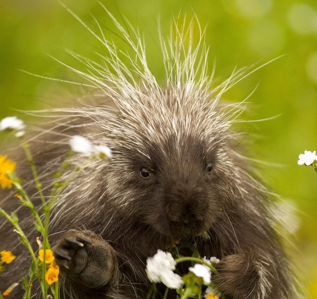 porcupine