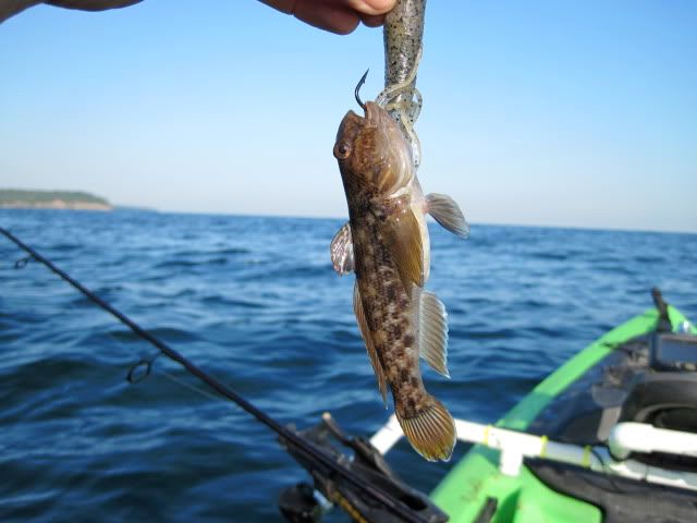 Goby Fish Ontario