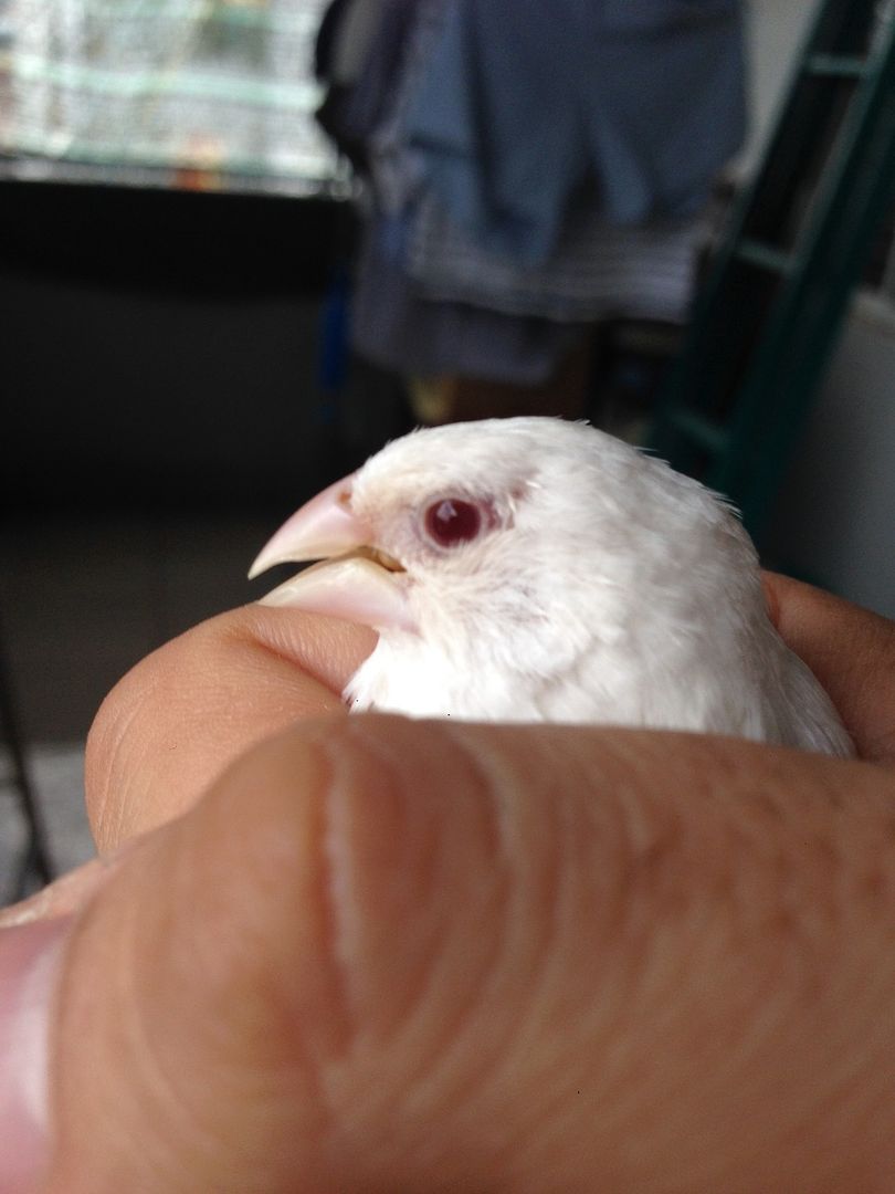 TP HCM :Bán chim sắc nhật trắng bông cúc ,trắng mắt đỏ