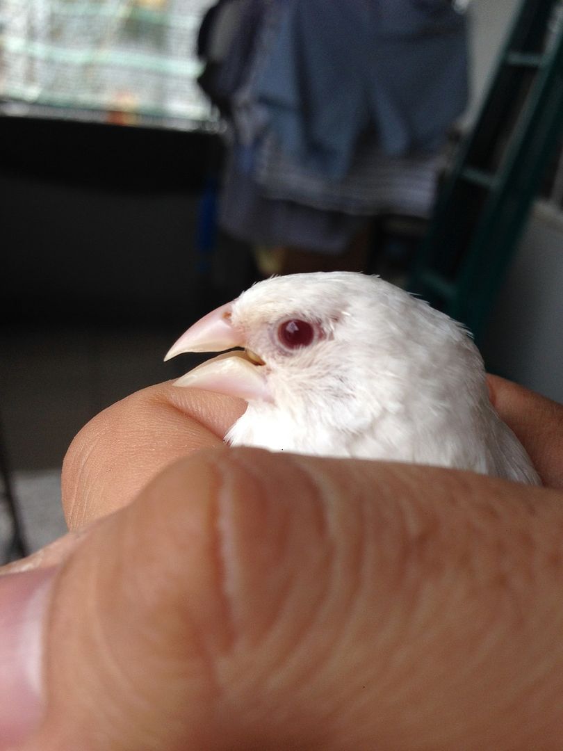 TP HCM :Bán chim sắc nhật trắng bông cúc ,trắng mắt đỏ - 1