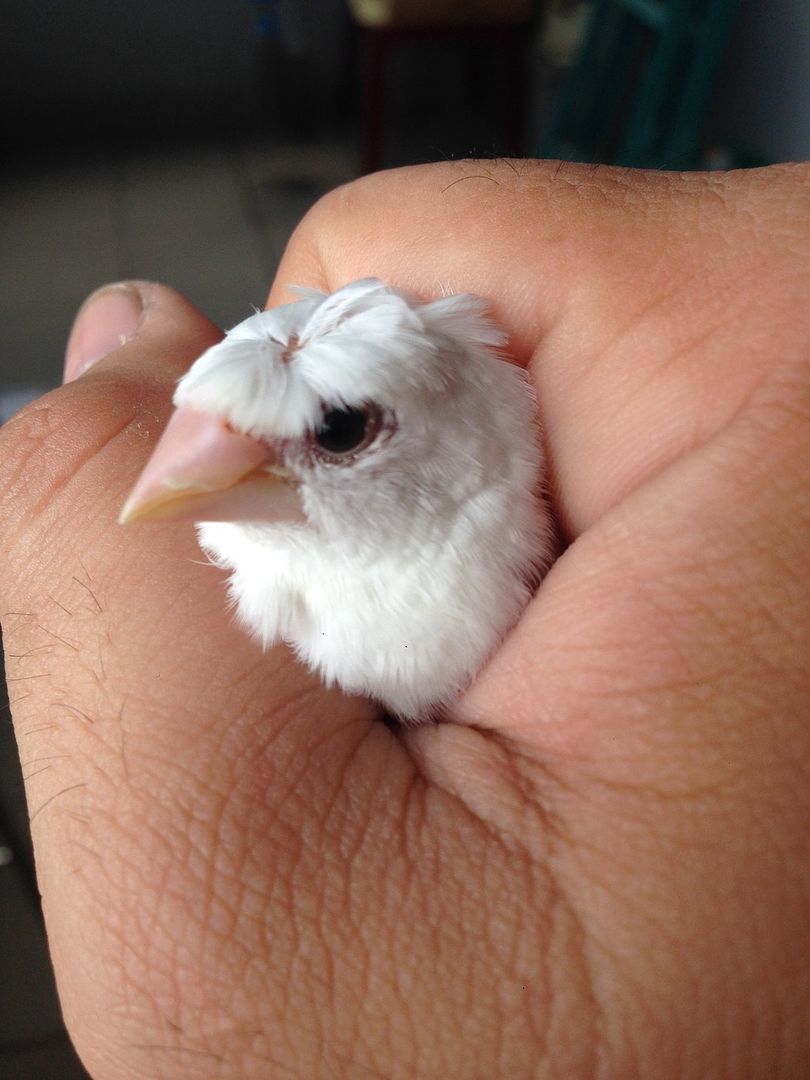TP HCM :Bán chim sắc nhật trắng bông cúc ,trắng mắt đỏ - 3