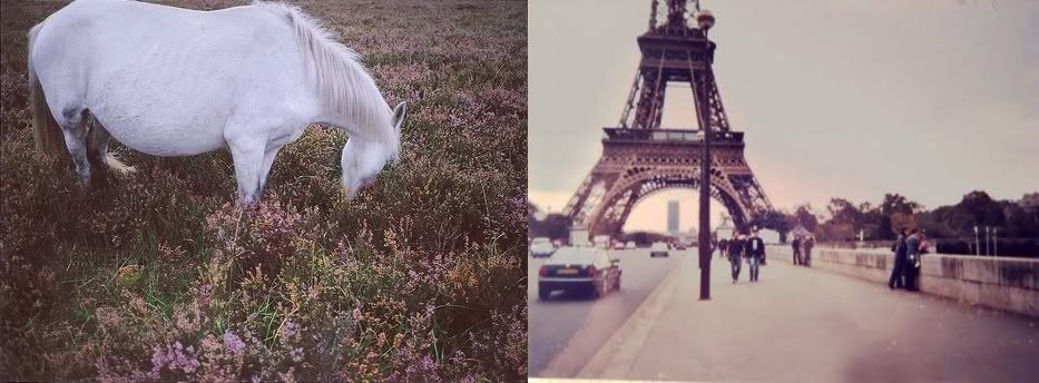 Horse,Paris,Random