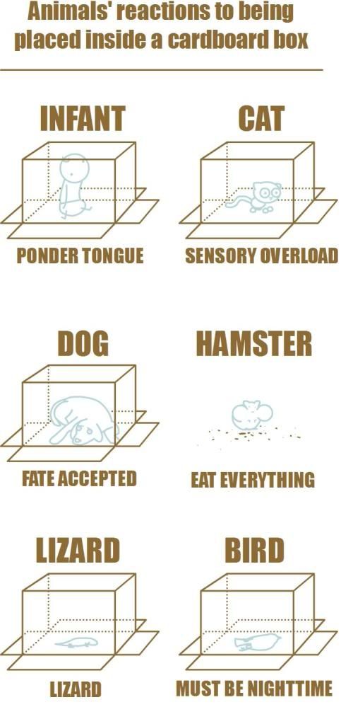 box-vs_-animals-cardboard-box-something-of-that-ilk-dog-hamster-bird-human-cat-1.jpg