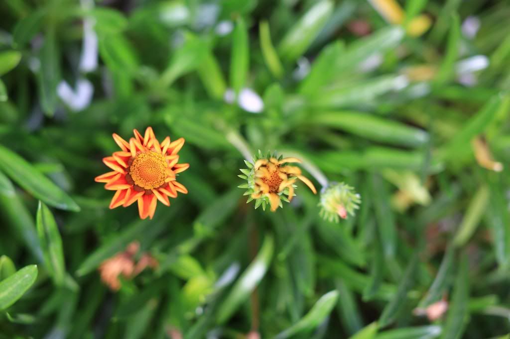  photo 2013-02-20_Tasmania-1087_zpsc2ffc2e7.jpg