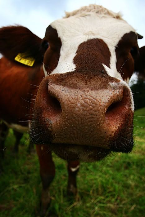 cow Pictures, Images and Photos