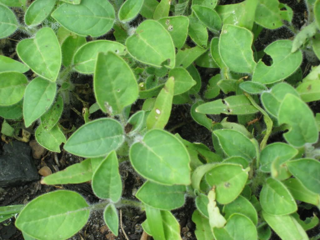 Do these look like moonflower seedlings?