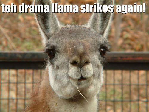 drama llama Pictures, Images and Photos