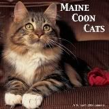 Maine_Coon_Cats.jpg Maine Coon image by migkrueger