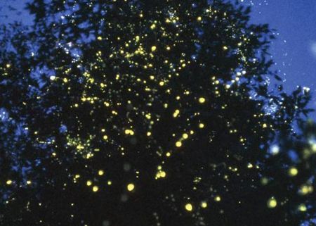 Beautiful Fireflies