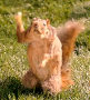 Picture of Vgex Picture of Vgex