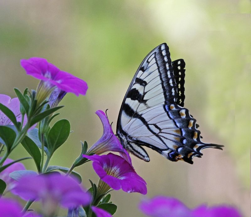 IMAGE: http://i614.photobucket.com/albums/tt230/gatornole_photos/52ef5f3f-a366-40ef-b023-8a0806af9f0c_zps353e915f.jpg