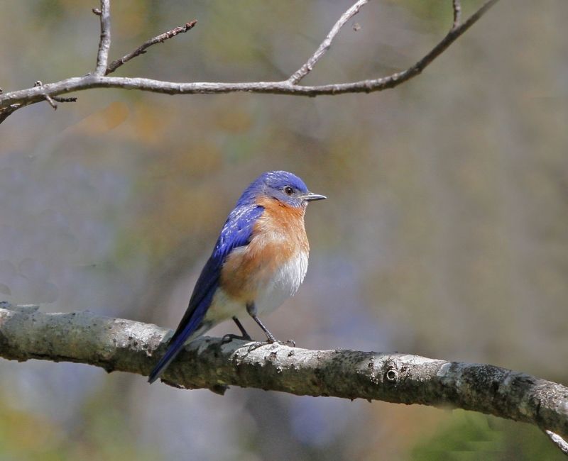 IMAGE: http://i614.photobucket.com/albums/tt230/gatornole_photos/873aa496-65ad-4988-98e2-cc871e124df6_zps7b918f35.jpg