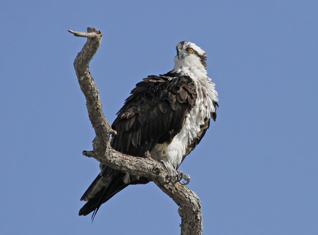 IMAGE: http://i614.photobucket.com/albums/tt230/gatornole_photos/_MG_5184_edited-1-1.jpg