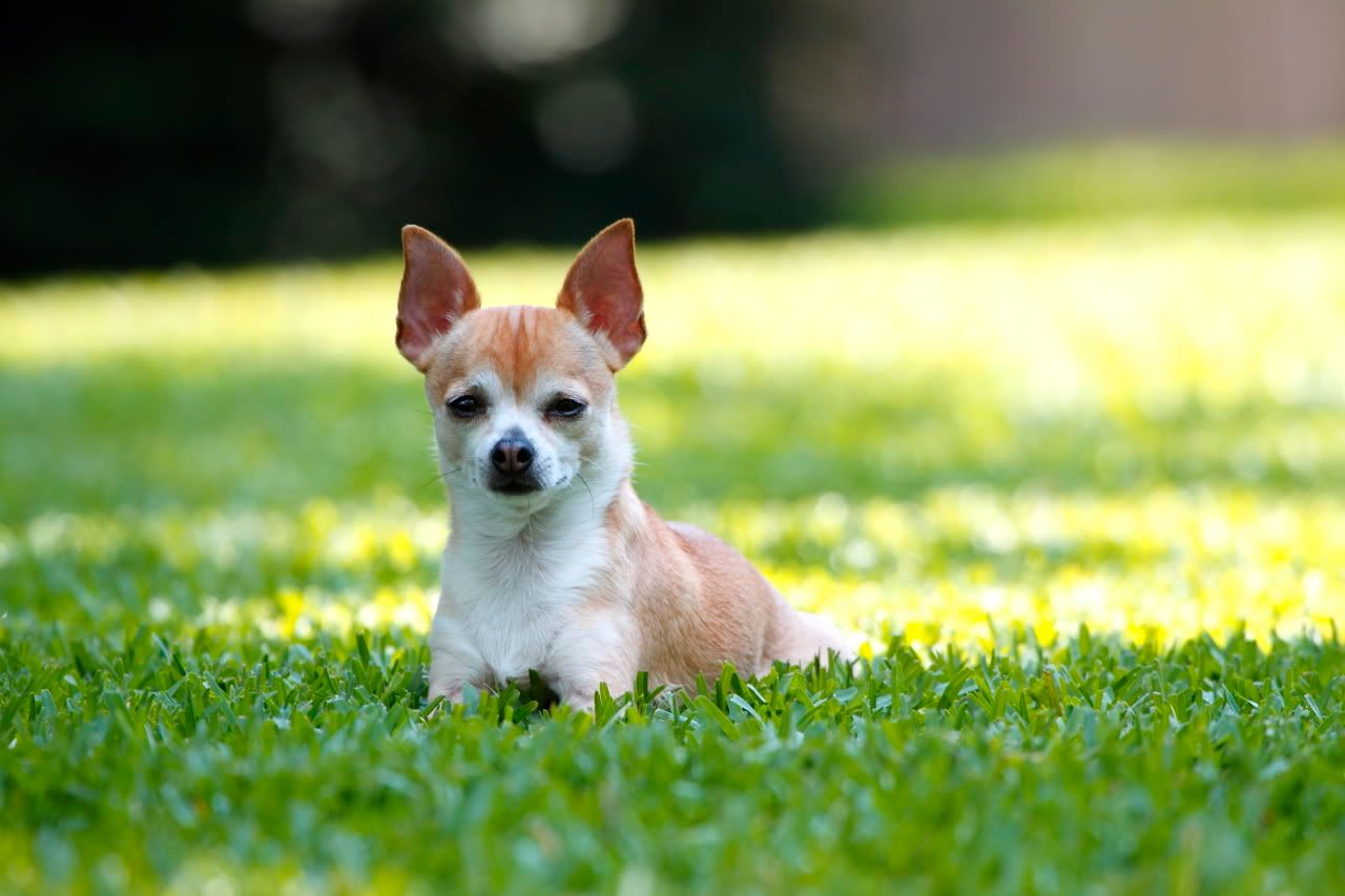 IMAGE: http://i614.photobucket.com/albums/tt230/gatornole_photos/b450177c.jpg