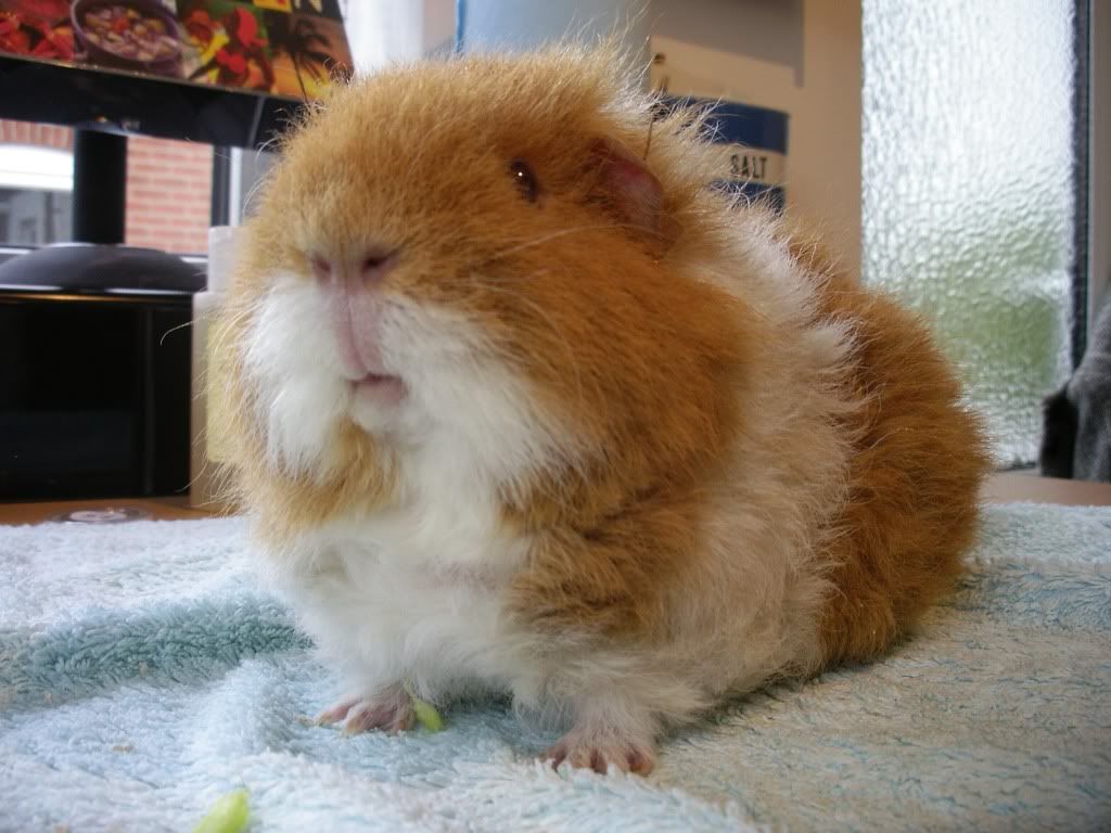 1Pre-bathPeg.jpg