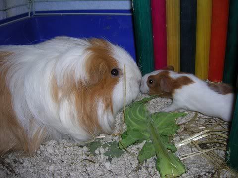AmeliaandBabyWoopie.jpg