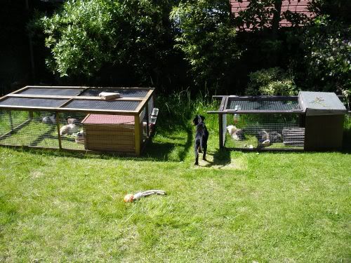 Investigatingpigs.jpg
