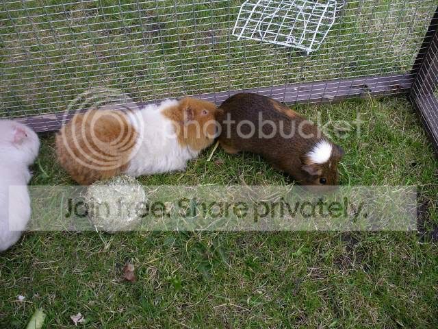 Pigs1.jpg