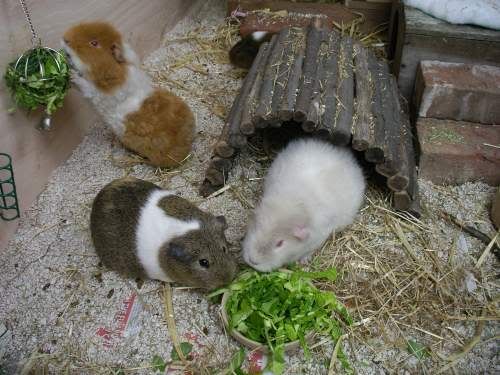 pigs5.jpg