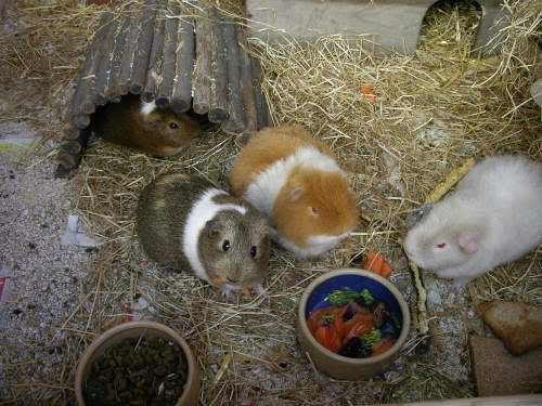 pigs7.jpg